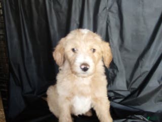Mixed Breed dogs Charlie - Ad 27