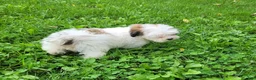 Lhasapoo dogs for sale: Little PiraTess - Ad 3
