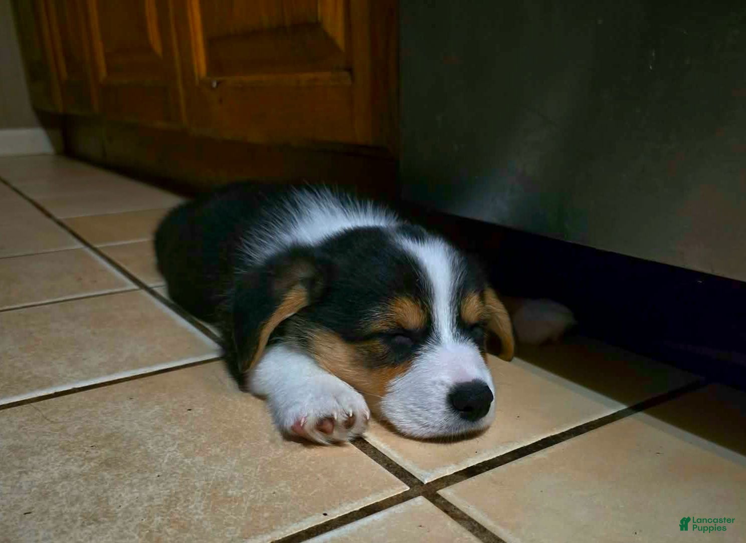 Welsh Corgi Pembroke dogs Welsh Corgi Pembroke 1 - Ad 1