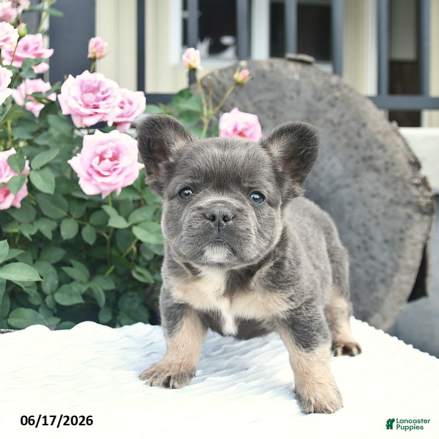 French Bulldog dogs Salty  - Ad 2