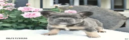 French Bulldog dogs for sale: Salty  - Ad 2