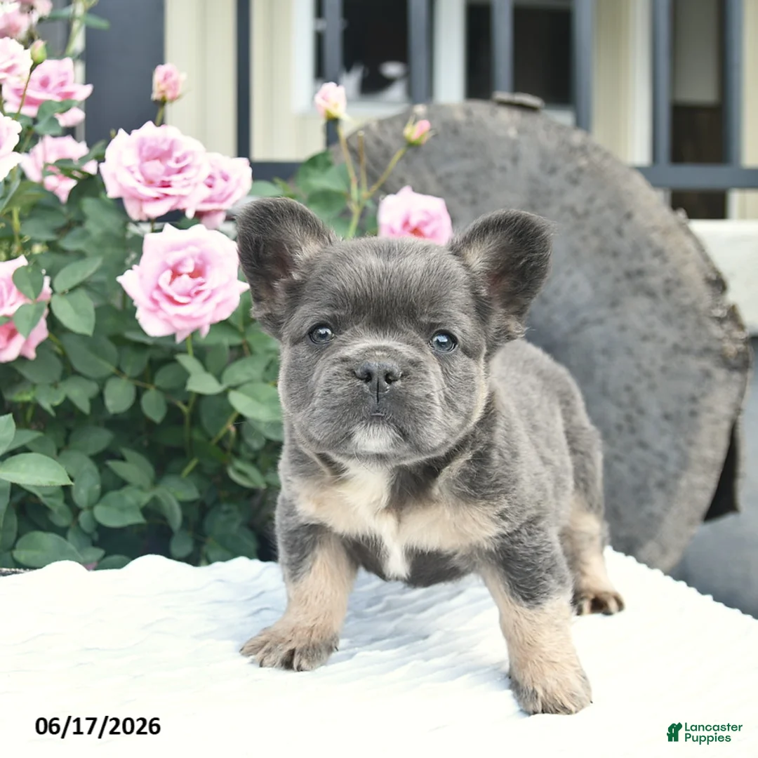 French Bulldog dogs for sale: Salty  - Ad 2