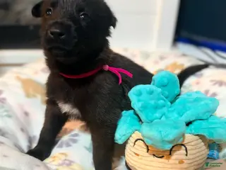 Belgian Malinois dogs Belgian Malinois - Pink Collar - Ad 2