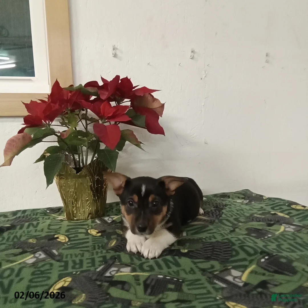 Mixed Breed dogs for sale: Duke - Ad 2