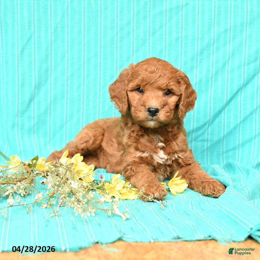 Goldendoodle dogs Rosie - Ad 1