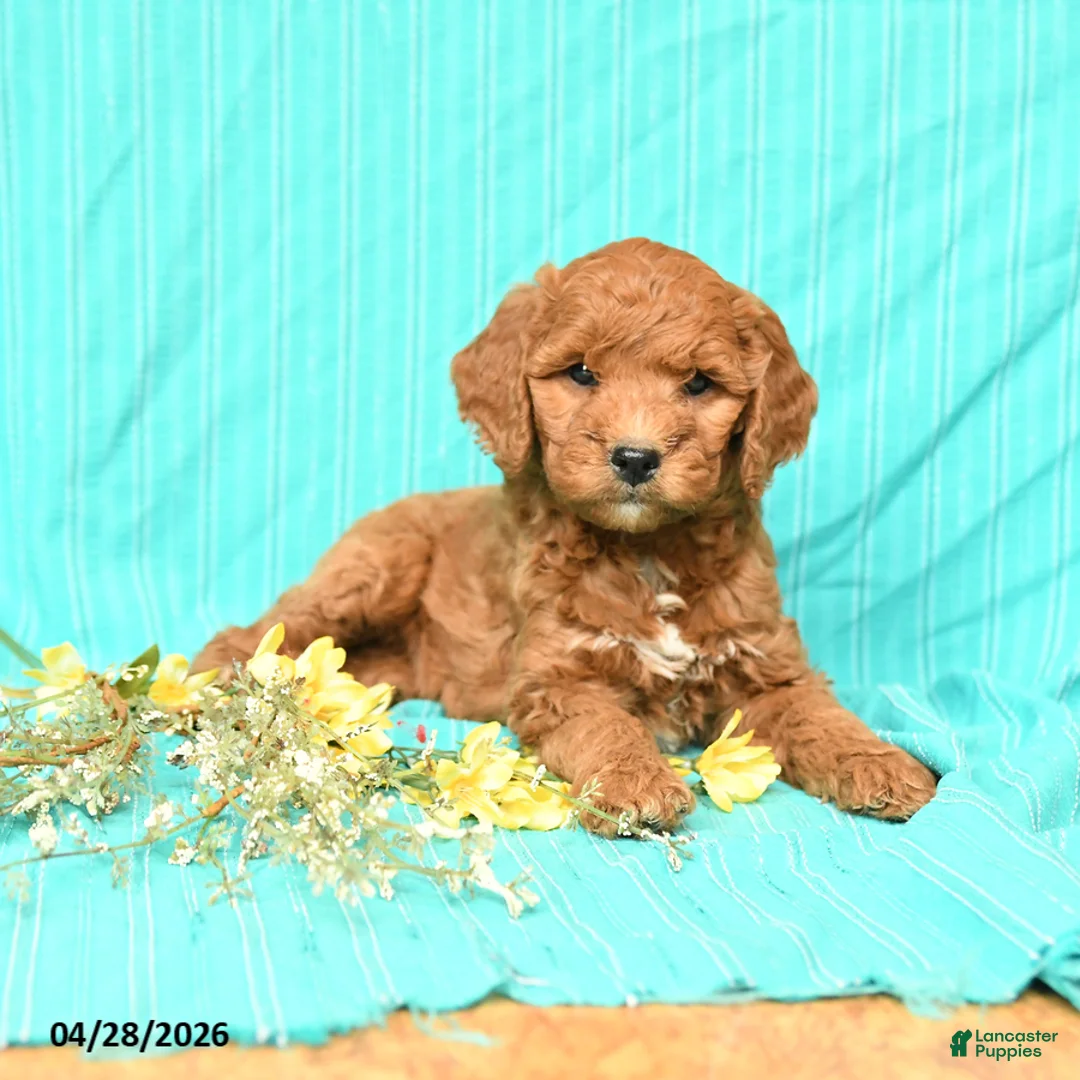 Goldendoodle dogs for sale: Rosie - Ad 1