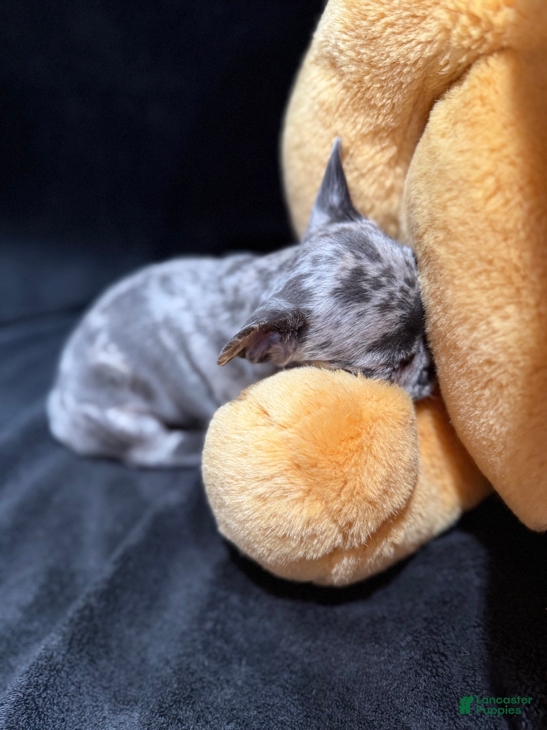 French Bulldog dogs for sale: Earl Gray - Ad 5