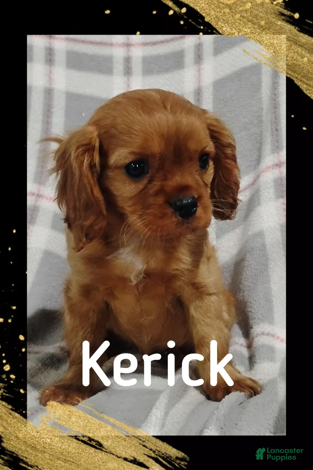 Cavalier King Charles Spaniel dogs for sale: Cavalier King Charles Spaniel 2 - Ad 1