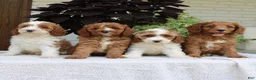 Cavapoo dogs for sale: Bentley  - Ad 5