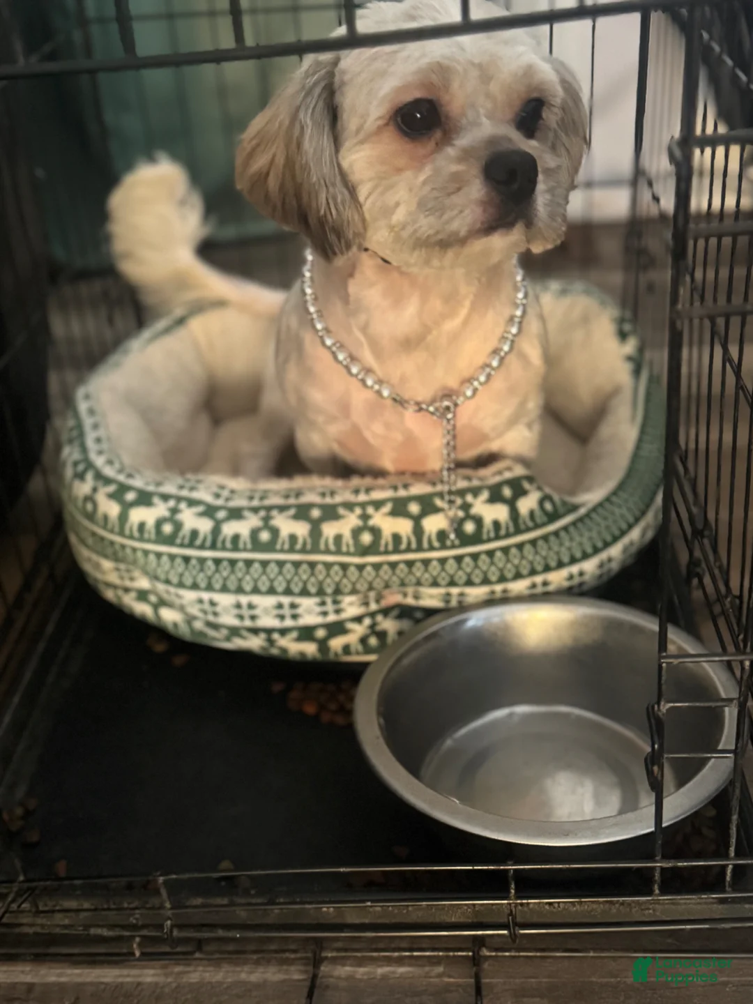 Shih Tzu dogs for sale: Shih Tzu Puppy 1 - Ad 2