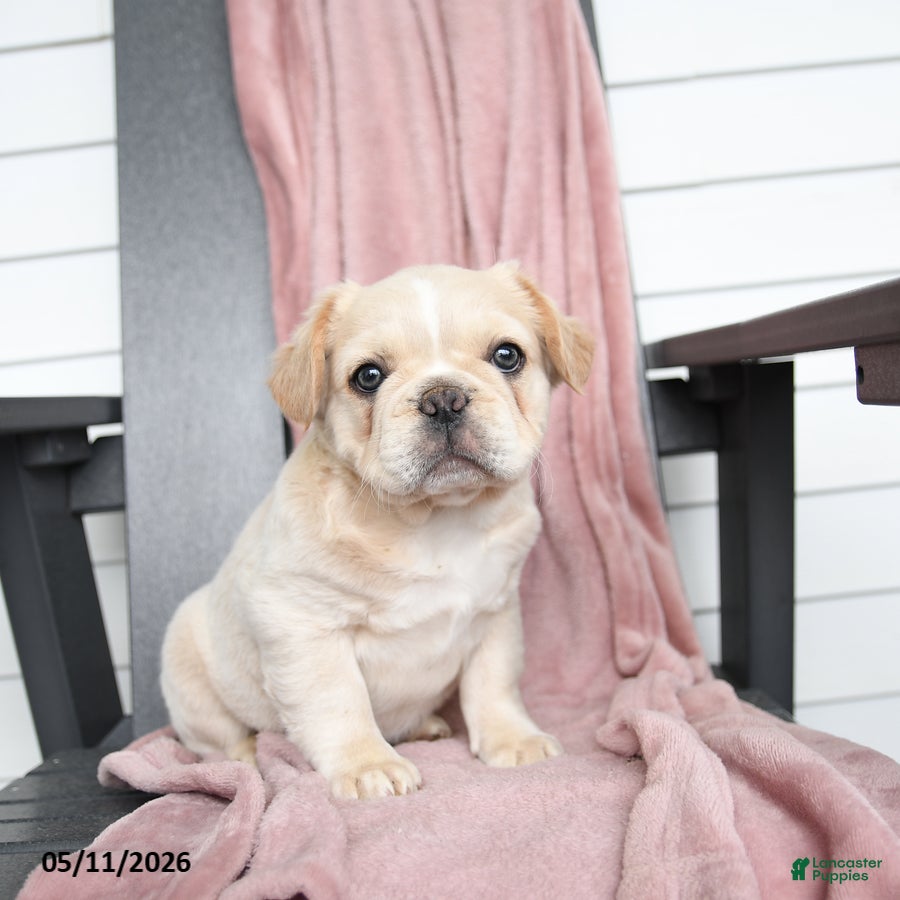 French Bulldog dogs Tucker - Ad 1