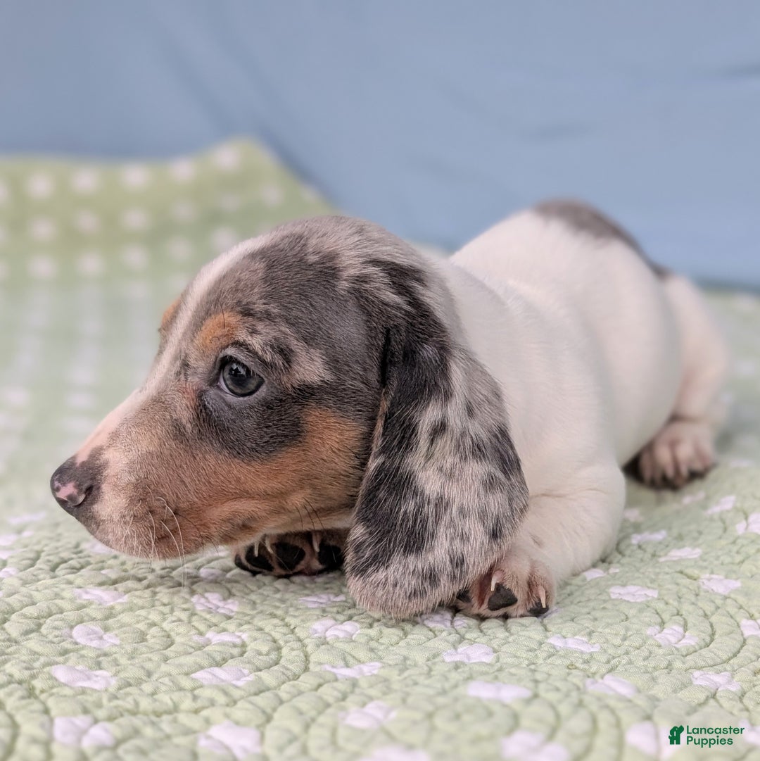 Miniature Dachshund dogs for sale: Sweet Potato - Ad 2