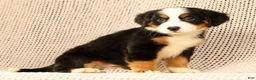 Bernese Mountain Dog dogs for sale: Cassie - Ad 9