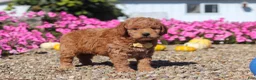 Mini Goldendoodle dogs for sale: Hunter - Ad 1