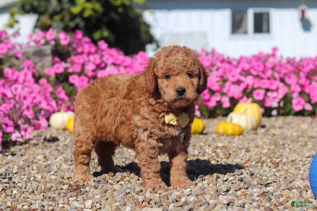 Mini Goldendoodle dogs for sale: Hunter - Ad 1