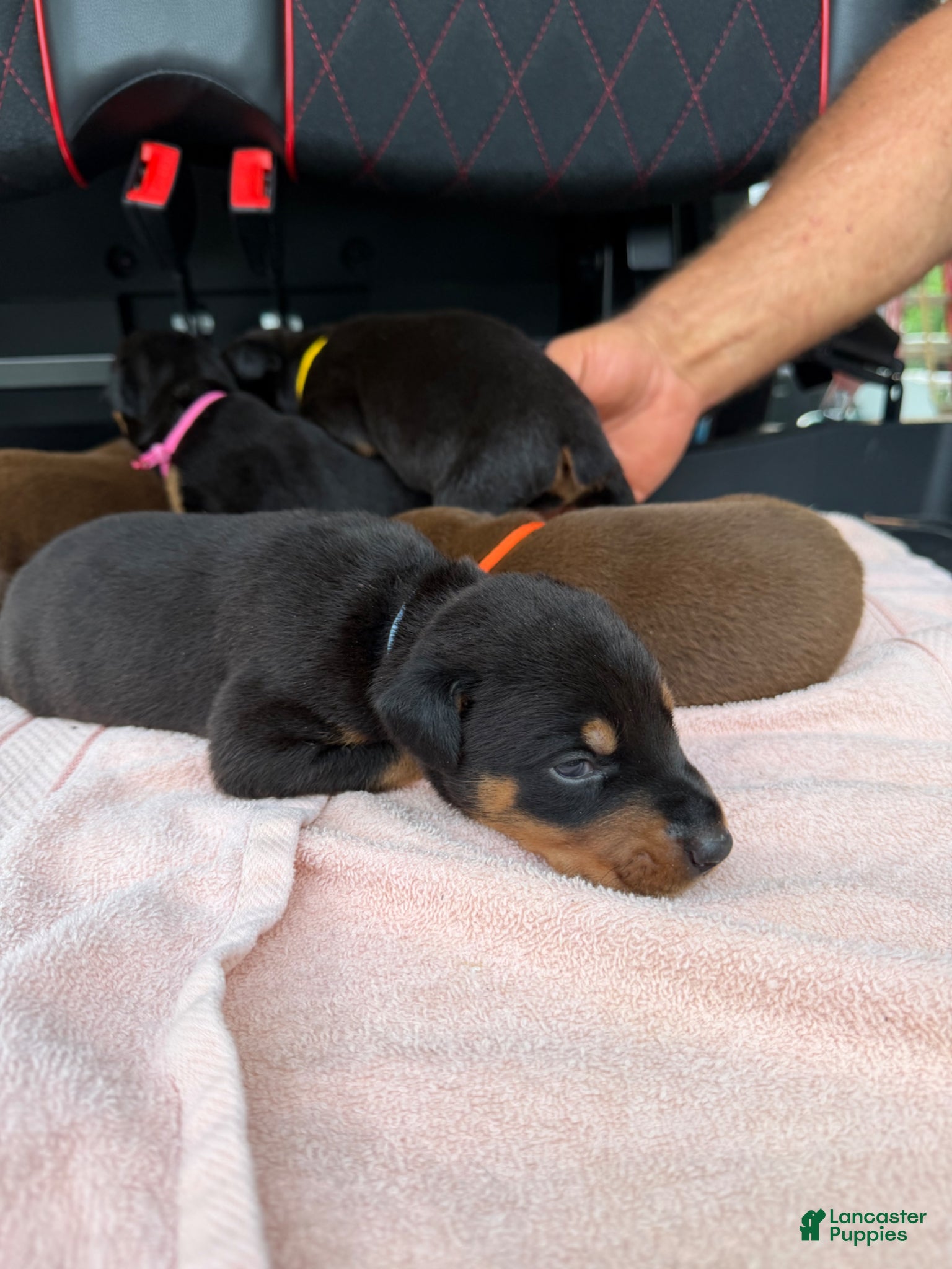 Doberman Pinscher dogs Doberman Pinscher Puppy 5 - Ad 38