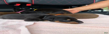 Doberman Pinscher Puppy 5