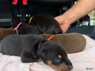Doberman Pinscher dogs Doberman Pinscher Puppy 5 - Ad 41