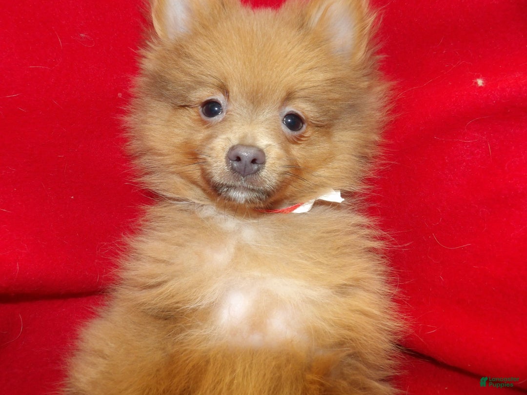 Pomeranian dogs for sale: Priscilla  - Ad 4