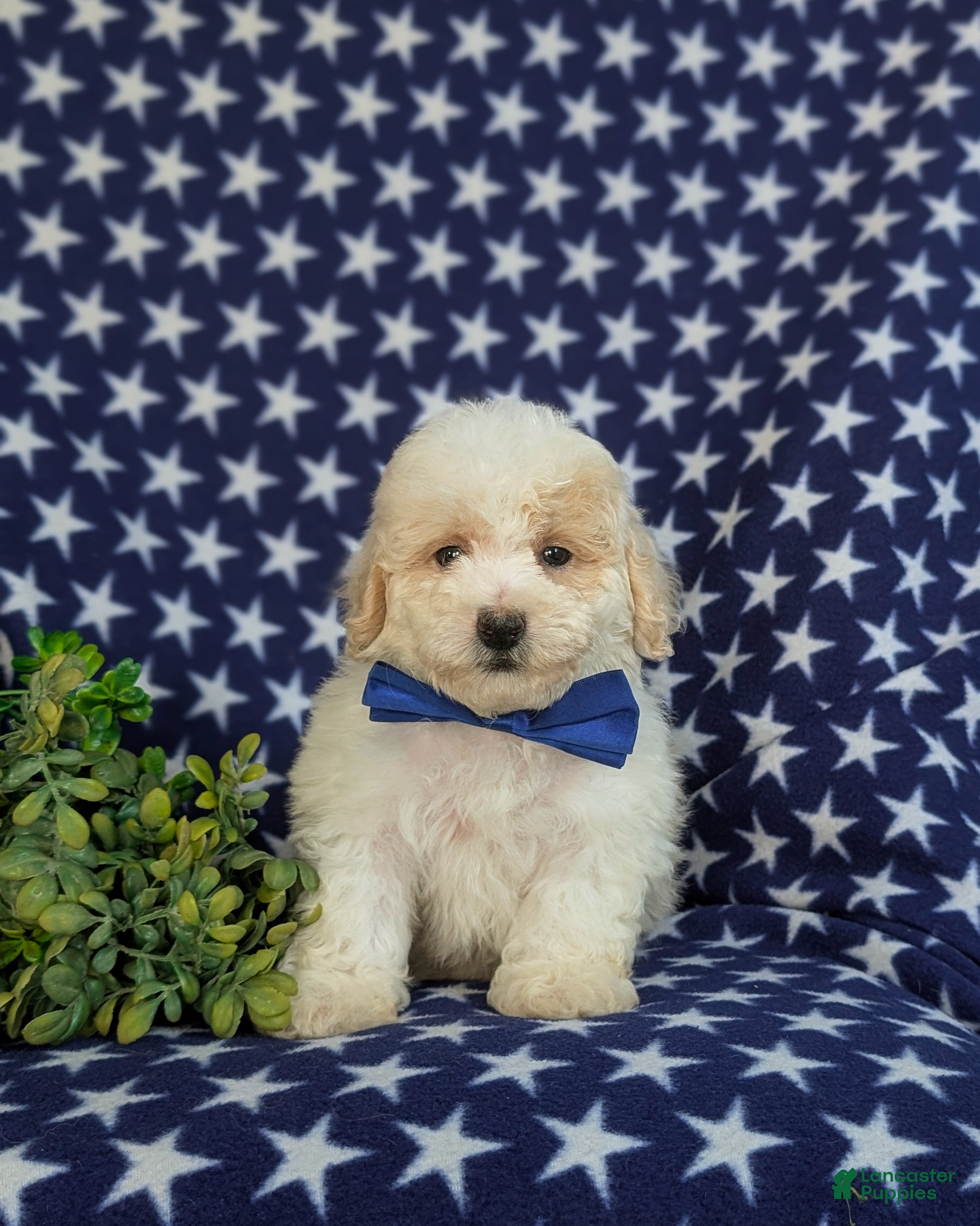 Bichpoo dogs Zachary - Ad 2