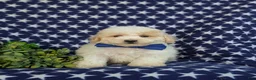 Bichpoo dogs for sale: Zachary - Ad 2