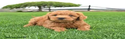 Mini Goldendoodle dogs for sale: Champ  - Ad 1