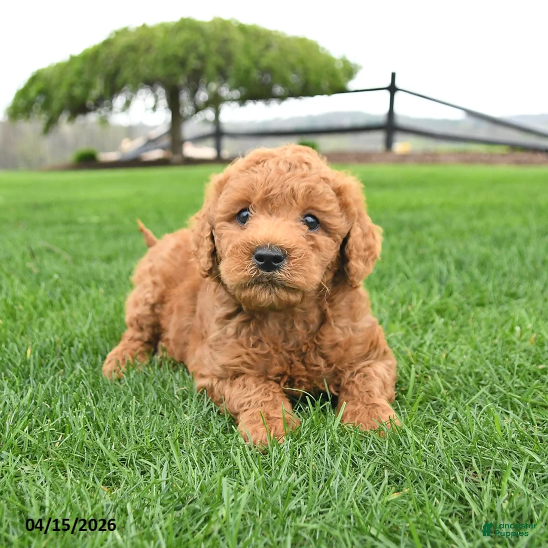 Mini Goldendoodle dogs for sale: Champ  - Ad 1