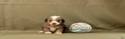 Mini Bernedoodle dogs for sale: Corianna - Ad 4