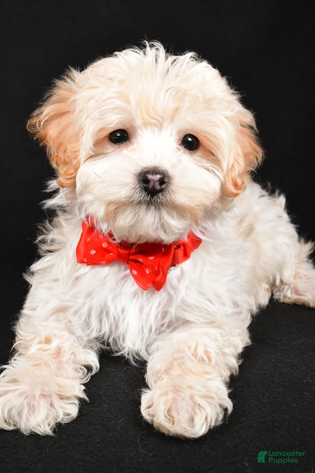 Maltipoo dogs for sale: Brady - Ad 3