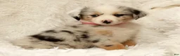Australian Shepherd dogs for sale: Skye - Ad 6