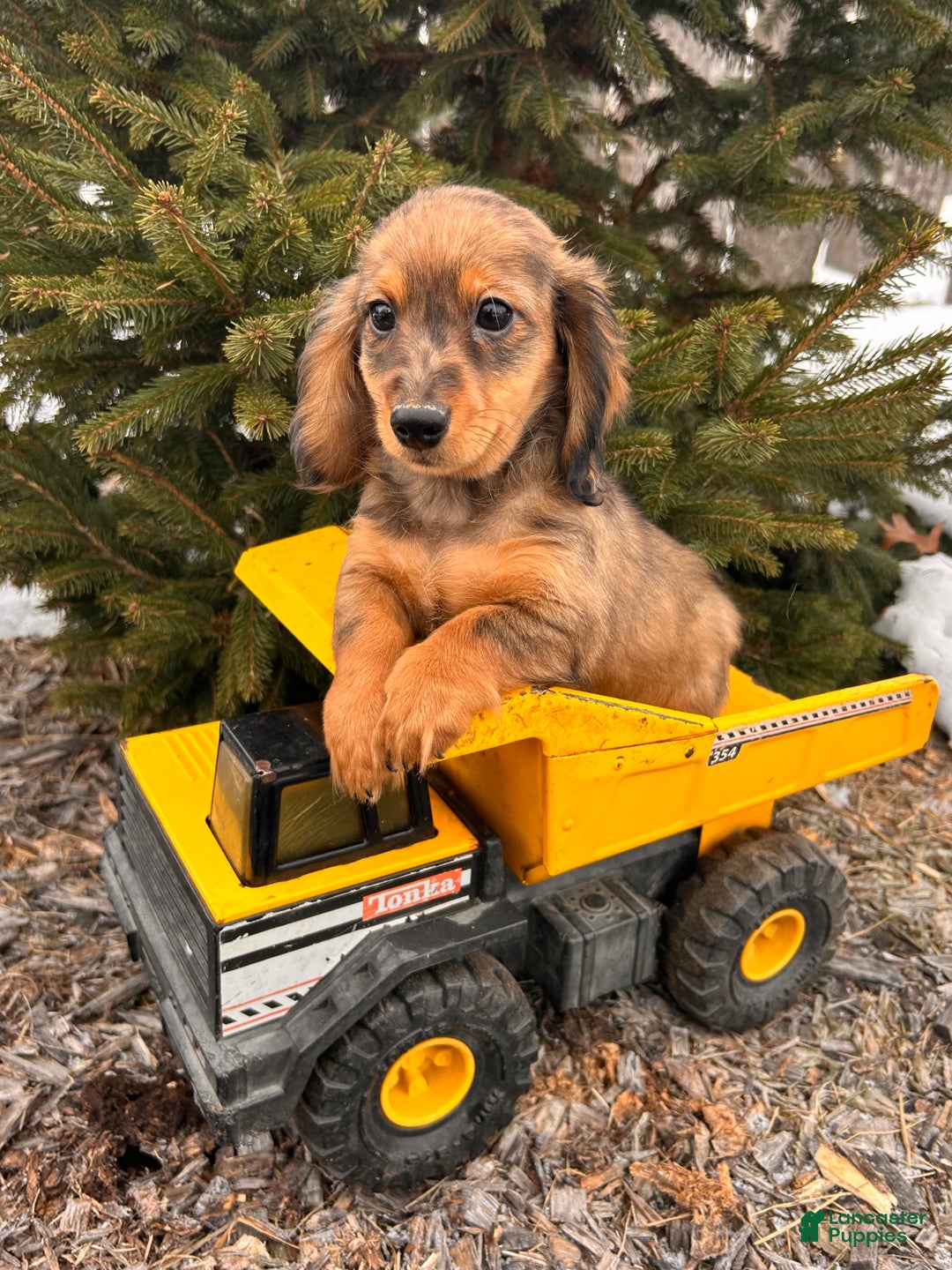 Miniature Dachshund dogs for sale: Sammy - Ad 2
