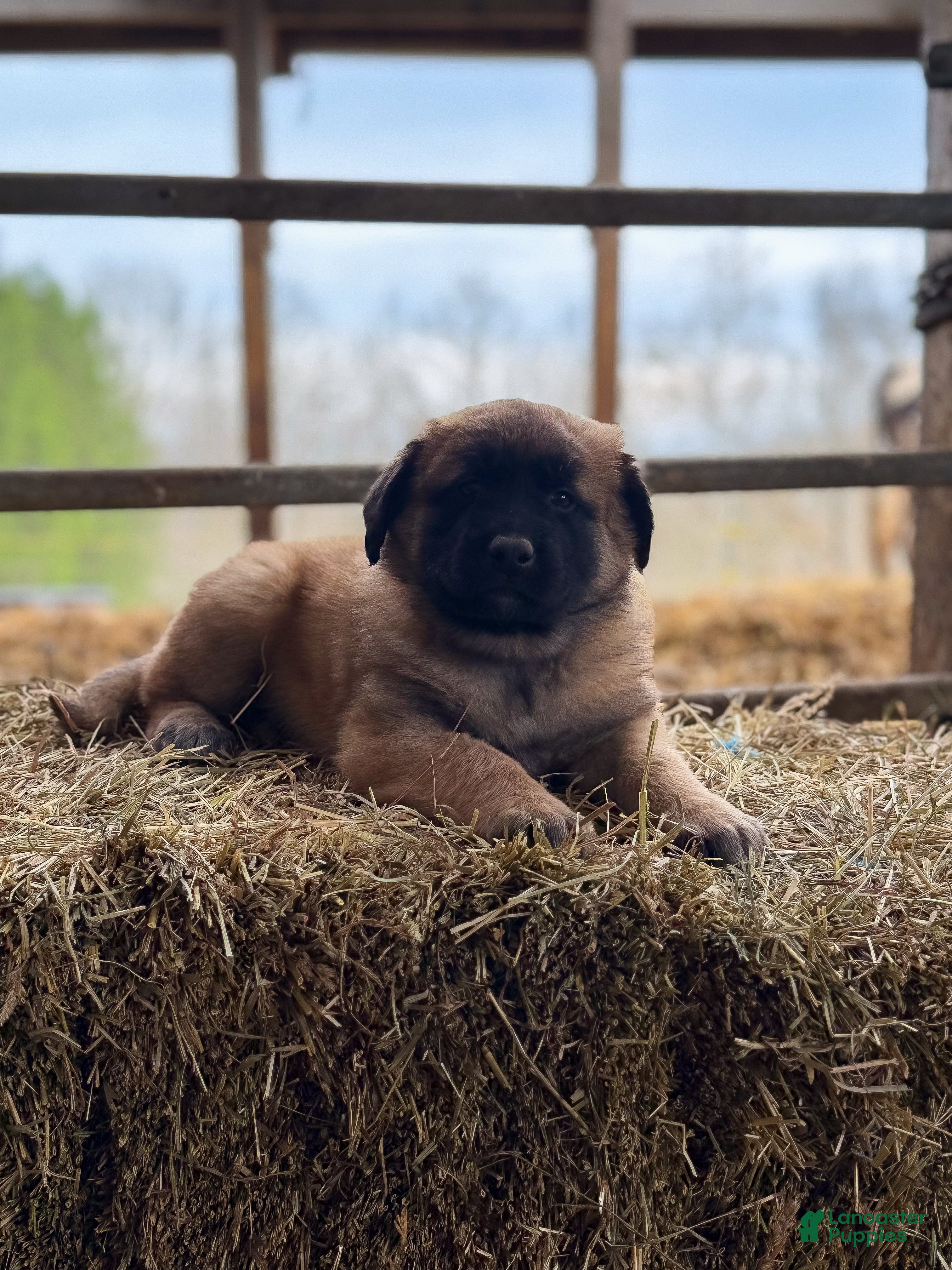 Estrela Mountain Dog dogs Alina "Defending Men" - Ad 3