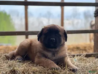 Estrela Mountain Dog dogs Alina "Defending Men" - Ad 3