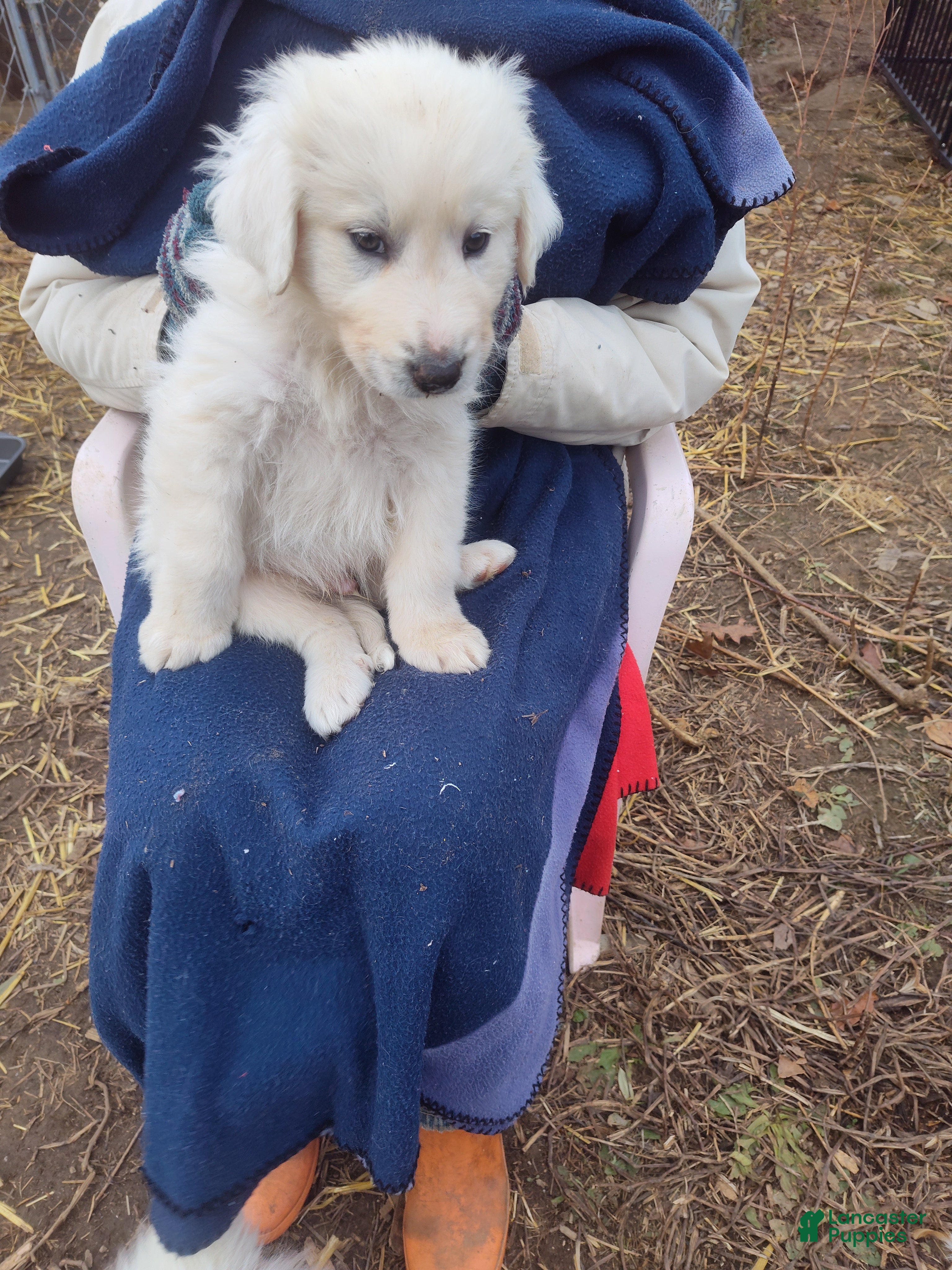 Great Pyrenees dogs Cardozo - Ad 19