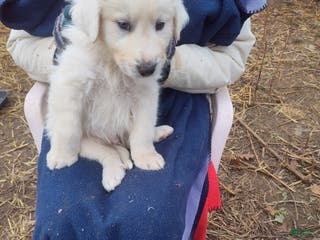 Great Pyrenees dogs Cardozo - Ad 24