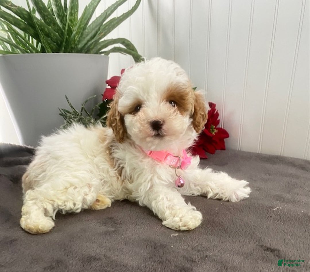Toy Poodle dogs for sale: Candy - Ad 5