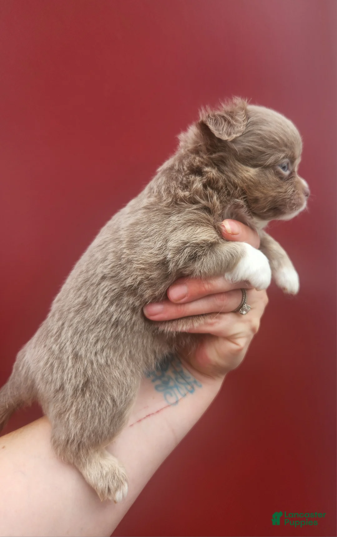 Chihuahua dogs for sale: Ash - Ad 2