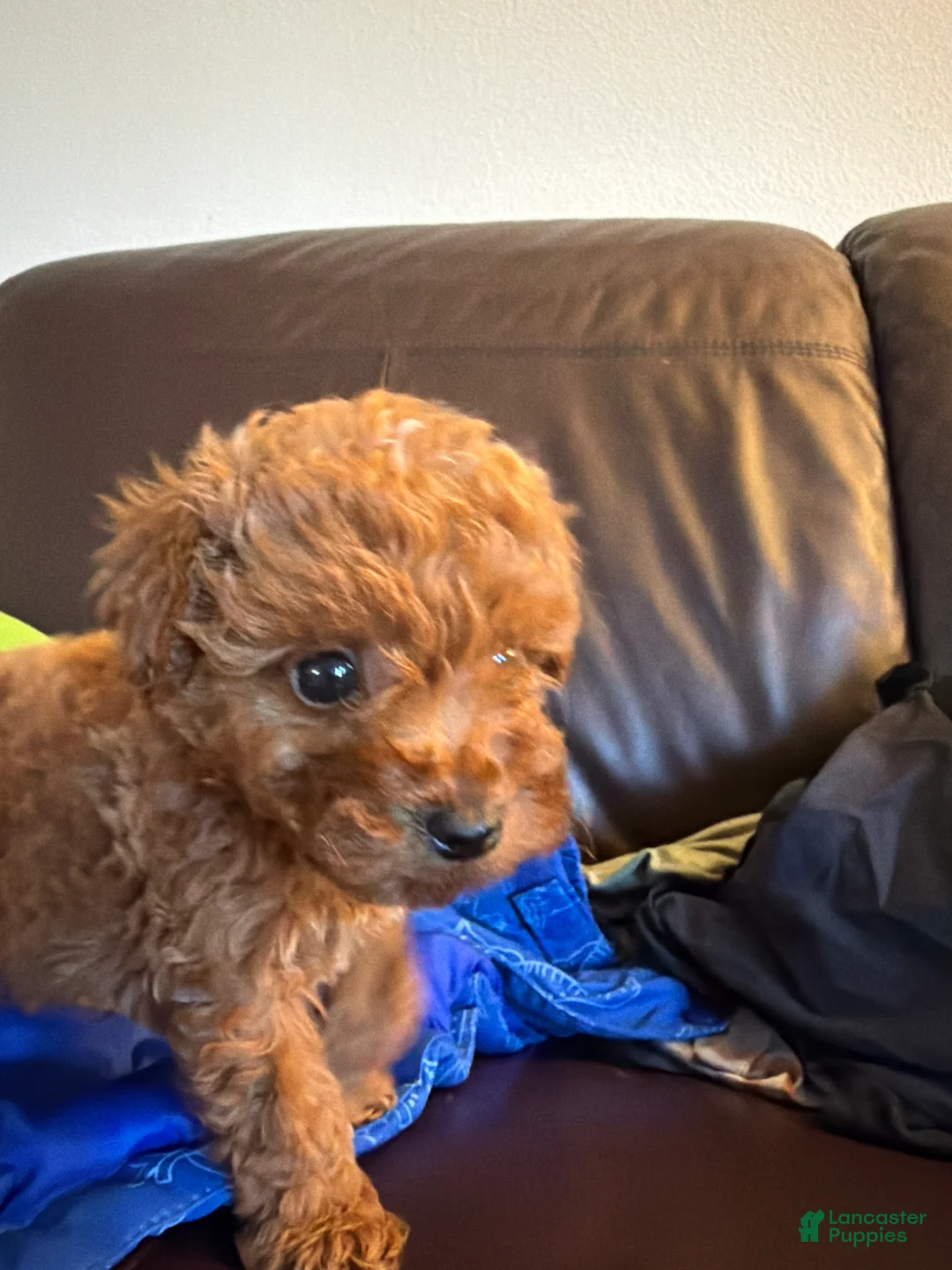 Toy Poodle dogs for sale: Toy Poodle 1 - Ad 2