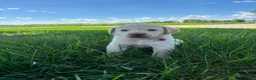 Labrador Retriever dogs for sale: Oakley - Ad 8