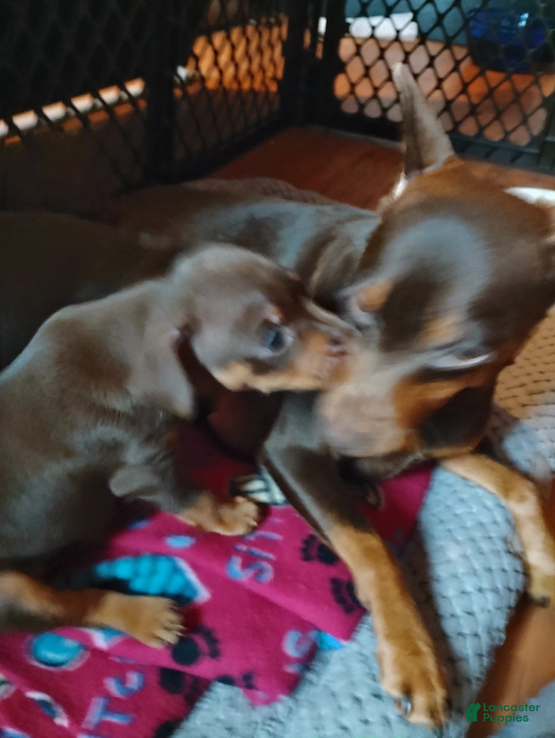 Miniature Pinscher dogs for sale: Ralph - Ad 3