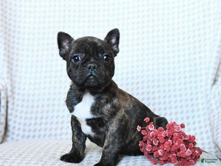 Frenchton dogs Twix - Ad 24