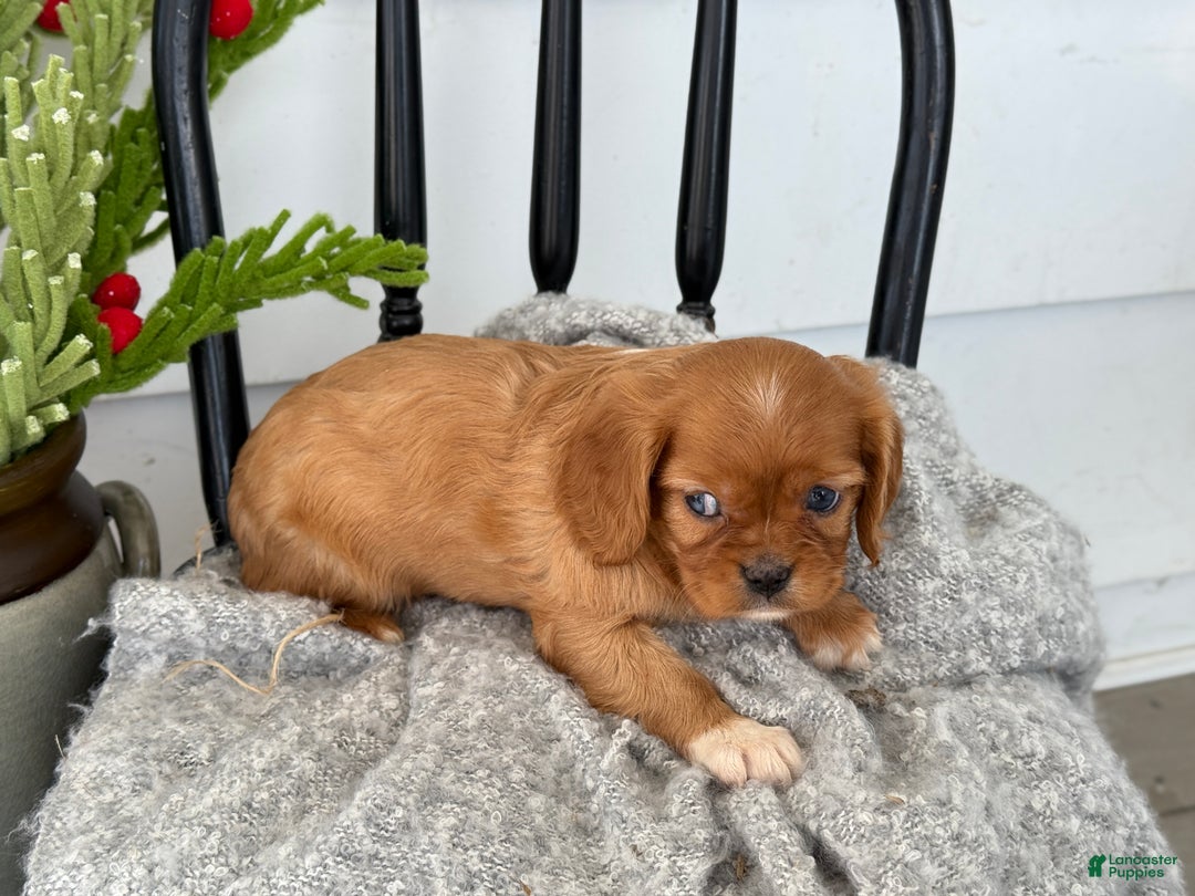 Cavalier King Charles Spaniel dogs for sale: Winter - Ad 10
