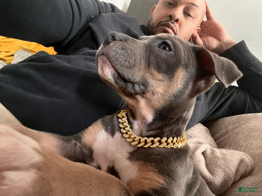 Gallery Image {{count}}