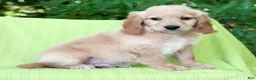 Mini Goldendoodle dogs for sale: Caden - Ad 6
