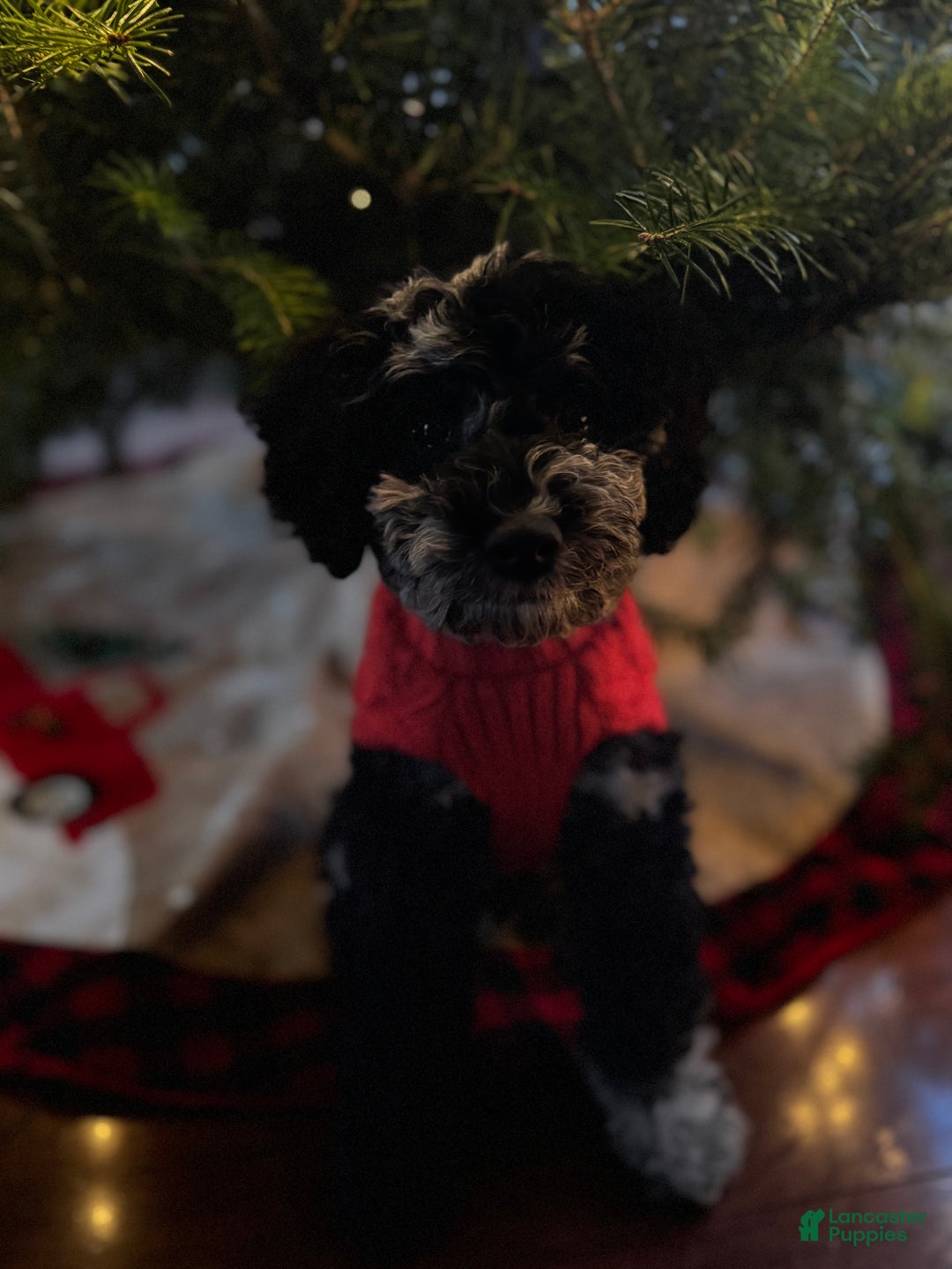 Miniature Poodle dogs for sale: Blu - Ad 7