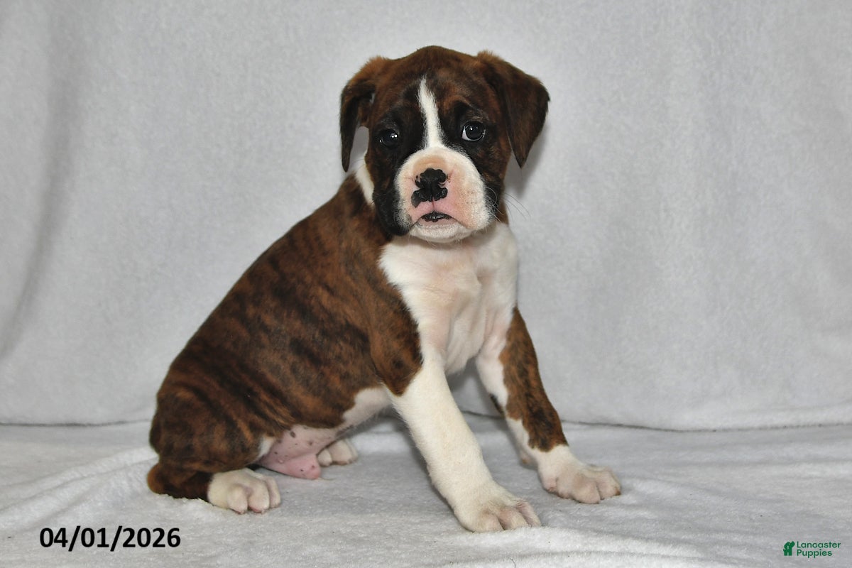Boxer dogs Morgan - Ad 2