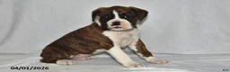 Boxer dogs for sale: Morgan - Ad 2
