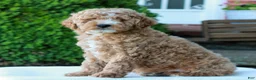 Mini Goldendoodle dogs for sale: Luke  - Ad 3