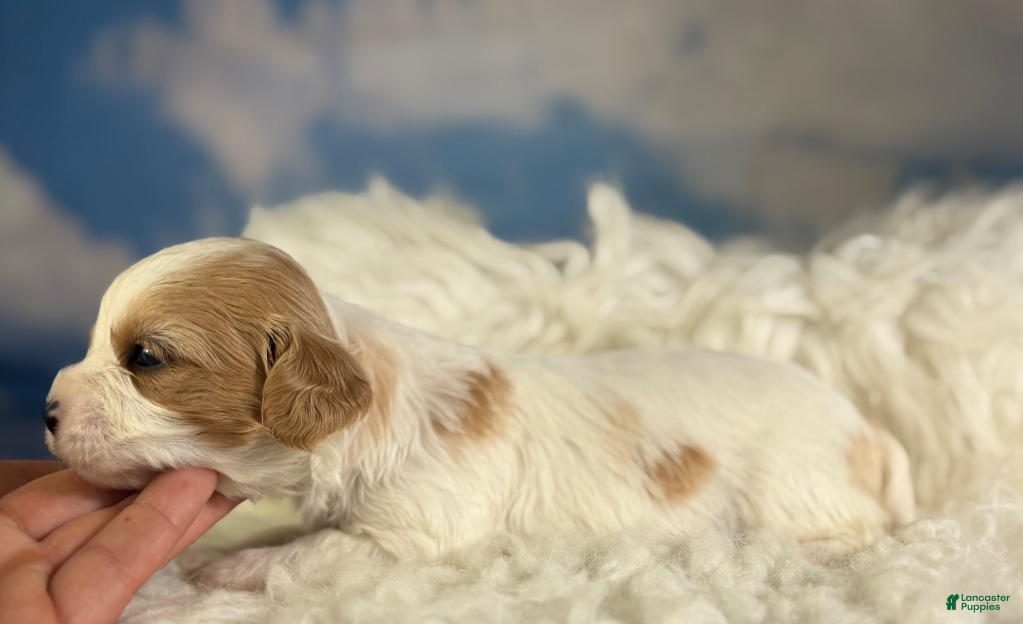 Cavapoo dogs Nutmeg - Ad 2