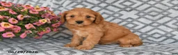 Cavapoo dogs for sale: Theo - Ad 5